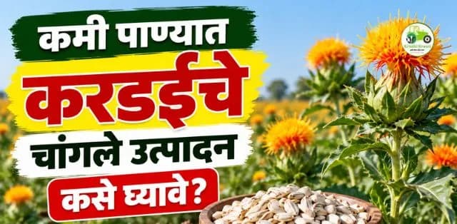 कमी पाण्यात करडईचे चांगले उत्पादन कसे घ्यावे? जाणून घ्या सुधारित लागवड तंत्र