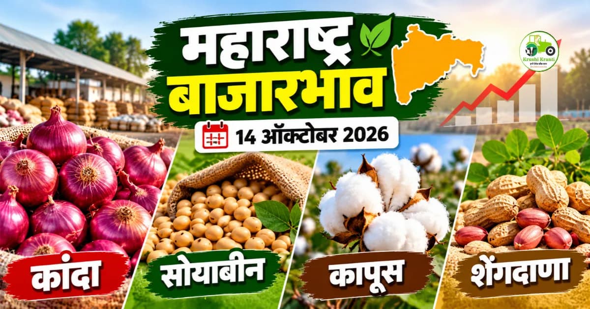 बाजारभाव १४ ऑक्टोबर २०२६: कांदा, सोयाबीन आणि शेंगदाण्याचे दर; कापसाचेही बाजारभाव जाणून घ्या