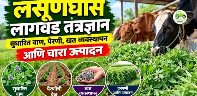 लसूणघास लागवड तंत्रज्ञान: सुधारित वाण, पेरणी, खत व्यवस्थापन आणि चारा उत्पादन