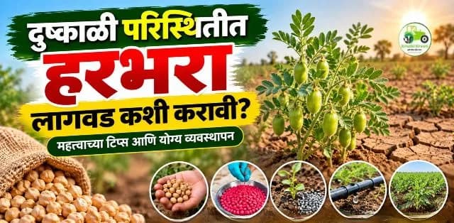 दुष्काळी परिस्थितीत हरभरा पीक घेताना कोणती काळजी घ्यावी? जाणून घ्या बीजप्रक्रिया, खत आणि पाणी व्यवस्थापन