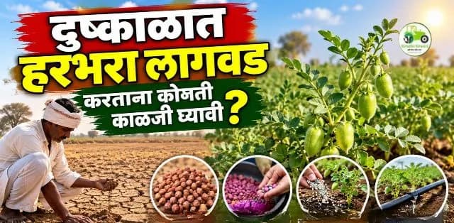 दुष्काळी परिस्थितीत हरभरा लागवड करताना कोणती काळजी घ्यावी? जाणून घ्या महत्त्वाच्या टिप्स