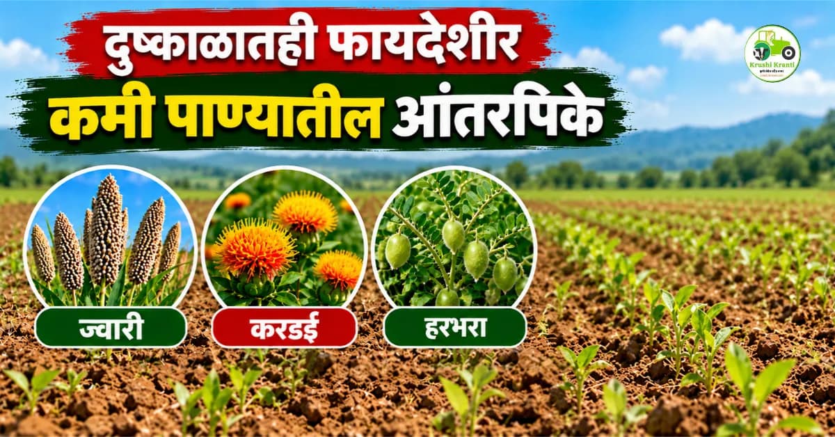 दुष्काळात कमी पाण्यात फायदेशीर आंतरपिके कोणती?