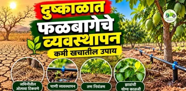 दुष्काळी परिस्थितीत फळबाग व्यवस्थापन: कमी खर्चातील उपाय आणि पाणी बचतीचे नियोजन