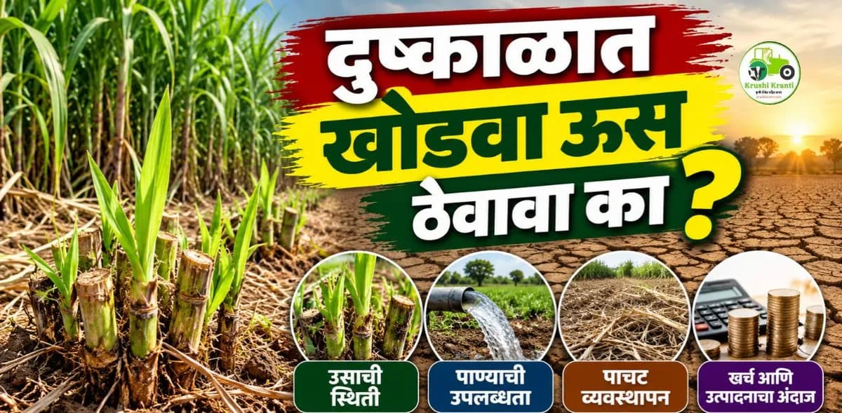 दुष्काळी परिस्थितीत खोडवा ऊस ठेवावा की नाही? शेतकऱ्यांसाठी महत्त्वाची मार्गदर्शक माहिती