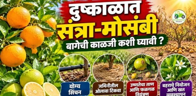 दुष्काळी परिस्थितीत संत्रा-मोसंबी बागेची काळजी कशी घ्यावी? उष्णतेचा ताण आणि फळगळ कमी करण्यासाठी महत्त्वाच्या टिप्स