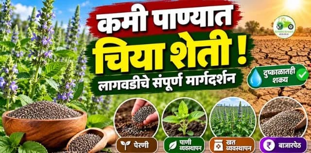 दुष्काळात कमी पाण्यात चिया पिकाची लागवड कशी करावी? जाणून घ्या संपूर्ण माहिती
