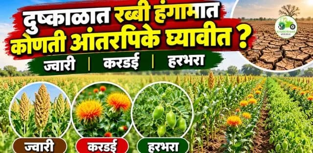 दुष्काळात रब्बी हंगामासाठी कोणती आंतरपिके घ्यावीत? ज्वारी, करडई आणि हरभऱ्याचे नियोजन