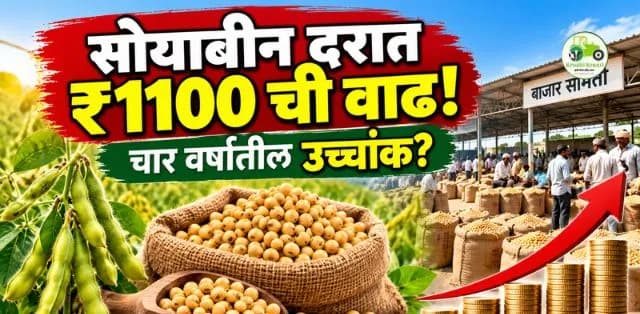 सोयाबीनच्या दरात प्रतिक्विंटल ११०० रुपयांची वाढ! चार वर्षांतील उच्चांकामुळे शेतकऱ्यांचे लक्ष बाजारभावाकडे