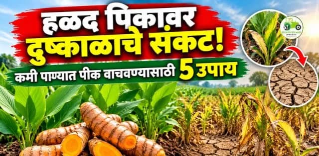 हळद पिकावर दुष्काळाचे संकट! कमी पाण्यात उत्पादन वाचवण्यासाठी करा हे उपाय