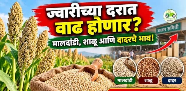 ज्वारीच्या दरात वाढ होण्याची शक्यता! मालदांडी, शाळू आणि दादर ज्वारीला किती भाव मिळतोय?