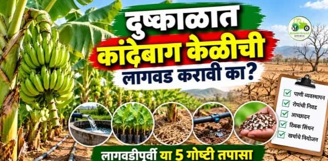 दुष्काळात कांदेबाग केळीची लागवड करावी का? लागवडीपूर्वी या ५ गोष्टी तपासा