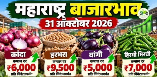 महाराष्ट्र बाजारभाव ३१ ऑक्टोबर २०२६: कांदा, हरभरा, वांगी आणि हिरव्या मिरचीचे दर जाणून घ्या